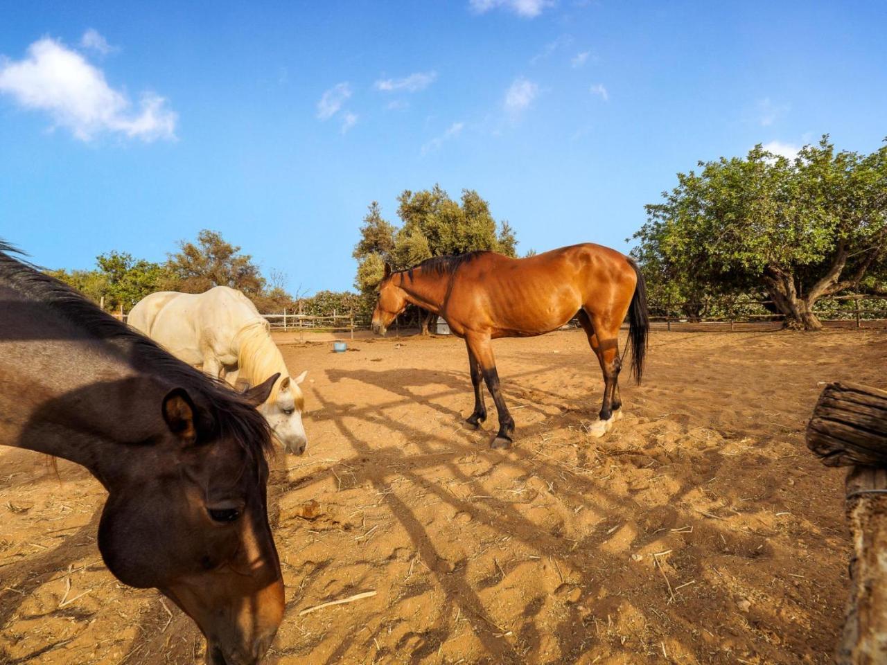 I Giardini Di Athena- Athena Resort Scoglitti Buitenkant foto